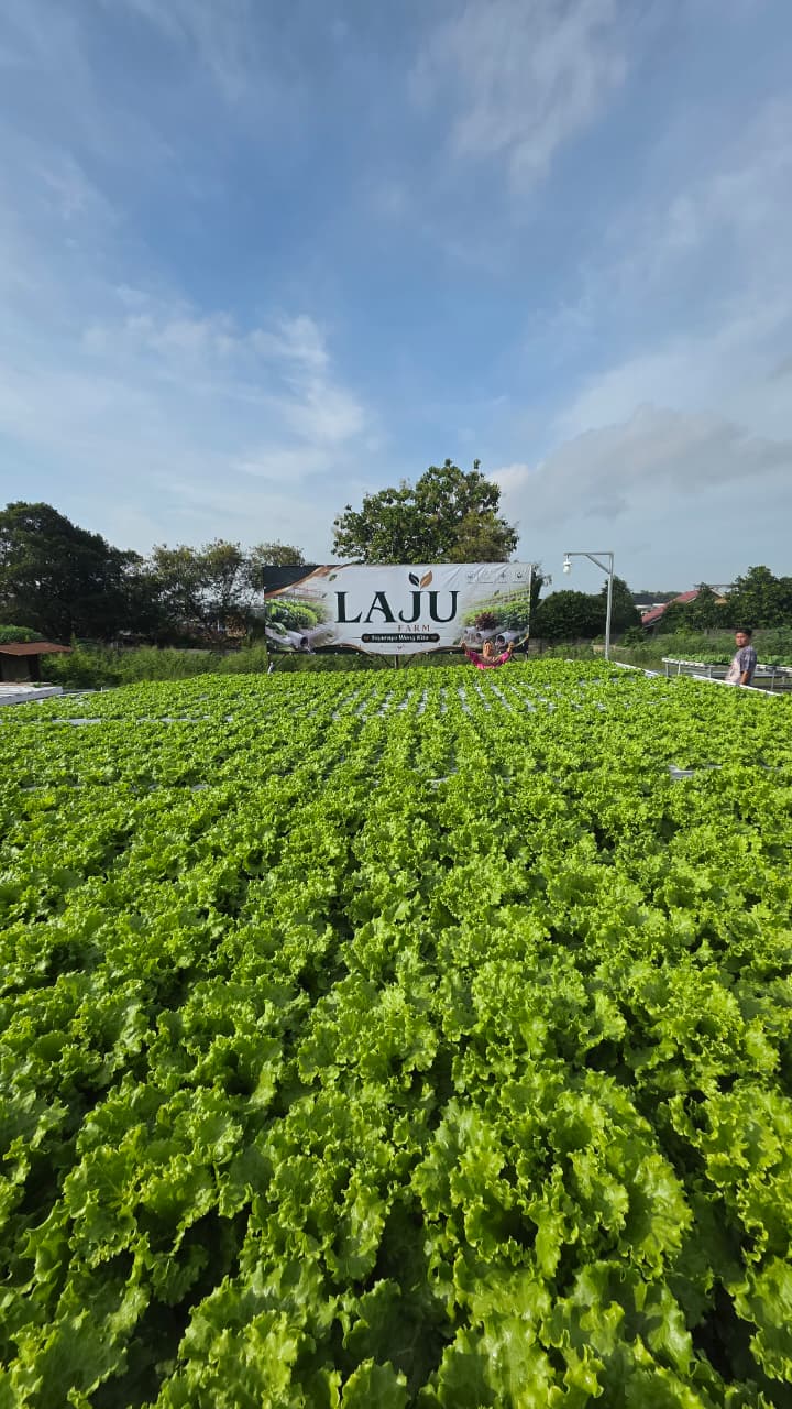Menengok LAJU FARM: Oase Hidroponik 50.000 Lubang Tanam di Jantung Kota Palembang
