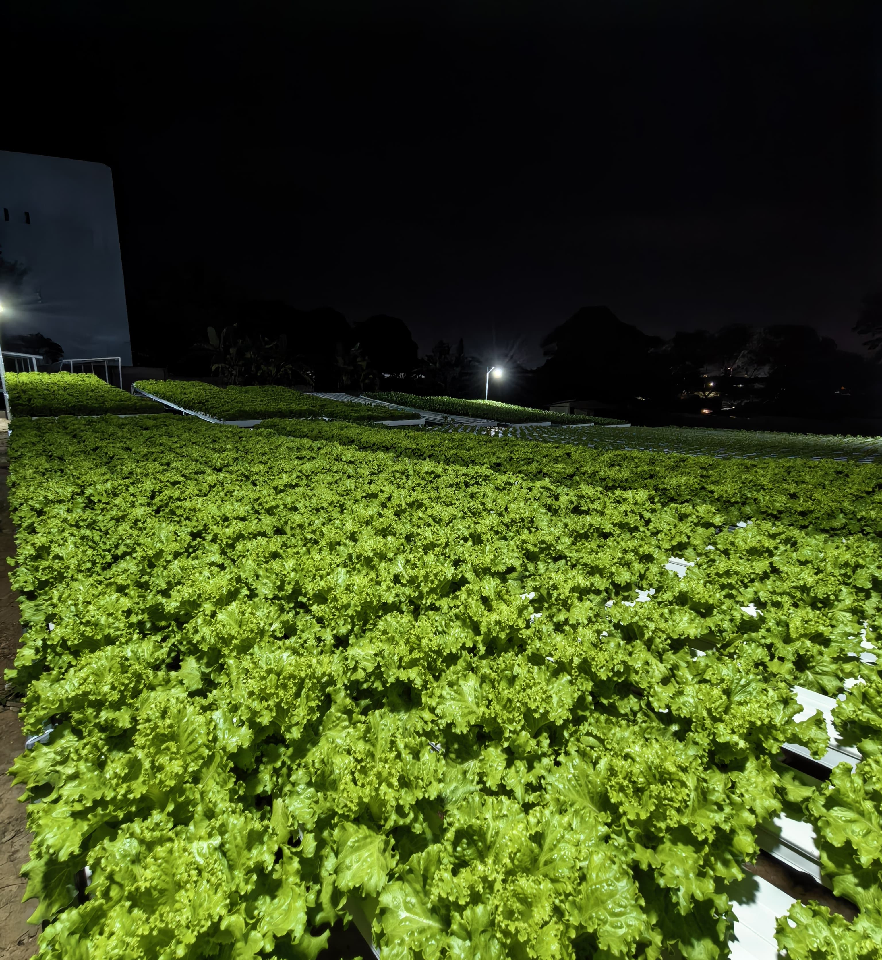 Mengapa Dapur MBG dan Laju Farm Adalah Jodoh yang Sempurna?